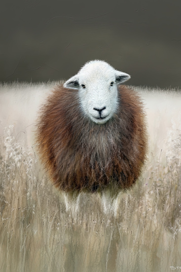 Herdwick Sheep - Herdwick Sheep Art - Art Prints Herdwick Sheep