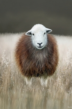 #Herdwick Sheep Art Prints #Herdwick Ewes #Art #Lake District Artist #Art Prints #Wall Art Prints #Acrylic Art Prints #Canvas Art Prints #Artwork #Herdy Artwork Prints #Contemporary Prints #Herdwick Sheep Art #Office Art #Lake District #Lakeland Office Artwork #Lake district Wall Art #UK Art Prints #Big Art Prints #Canvas Art Prints #Cumbria Art Prints #Art Prints #Home Decor Artwork #Abstract Art Prints #Contemporary Art Prints #Landscape Wall Art #Large Wall Art Prints #Decorative Wall Art #Unique Art Prints #Nature Art Prints #Premium Art Prints #Artistic Prints #Lakeland Office Artwork #Lake District Art Pictures #Bed And Breakfast Art Prints #Lake District Wildlife #Giclee Prints #British Artwork Prints