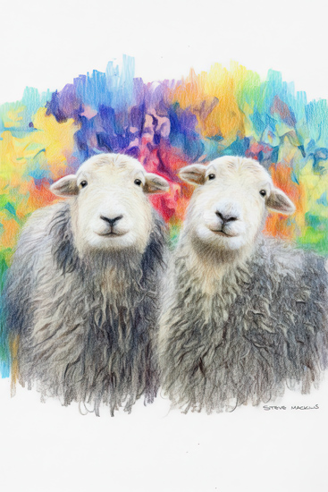 Herdwick Sheep