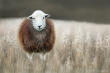 #Herdwick Sheep Art Prints #Herdy #Herdwick Tups #Herdwick Ewes #Lake District Artist #Lakeland Art Studio #Art Prints #Wall Art Prints #Aluminium Art Prints #Glossy Art Prints #Contemporary Prints #Herdwick Sheep Art #Lakeland #Lake District #Lake district Wall Art #Hotel Wall Art #UK Art Prints #Big Art Prints #Lake District Art Prints #Canvas Art Prints #Cumbria Art Prints #Prints of Acrylic Paintings #Prints of Oil Pastel Artworks #Home Decor Artwork #Minimalist Wall Art #Office Wall Decor #Living Room Wall Art #Botanical Art Prints #Landscape Wall Art #Custom Art Prints #Fine Quality Prints #Floral Wall Art #High Resolution Prints #Premium Art Prints #Wildlife Art #Lakeland #Hotel Wall Art #Hotel Art Prints #Large Wall Art Prints #Lake District Business Art Prints #British Artwork Pri