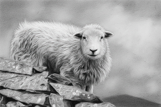Herdwick Sheep