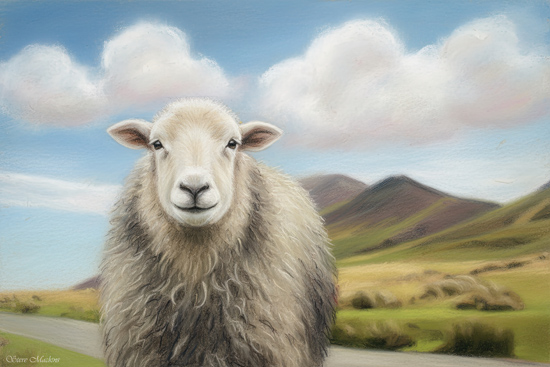 Herdwick Sheep