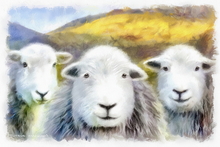 #Herdwick Sheep Art Prints #Herdy #Herdwick Sheep #Herdwick Tups #Herdwick Ewes #Art #Acrylic Art Prints #Aluminium Art Prints #Glossy Art Prints #Herdy Artwork Prints #Contemporary Prints #Herdwick Sheep Art #Lake District #Lake district Wall Art #Hotel Wall Art #Matt Art Prints #UK Art Prints #Big Art Prints #Lake District Art Prints #Canvas Art Prints #Cumbria Art Prints #Prints of Acrylic Paintings #Air B&B Art Prints #Canvas Art Prints #Modern Wall Decor #Home Decor Artwork #Framed Art Prints #Contemporary Art Prints #Artist Cumbria #Large Wall Art #Gallery Wall Prints #Bedroom Wall Decor #Botanical Art Prints #Unique Art Prints #Floral Wall Art #Wall Art Decor #Premium Art Prints #Artwork #Lake District #Lake District Business Art Prints #British Artwork Prints