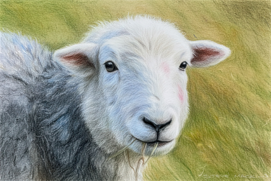 Herdwick Sheep