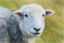 #Herdwick Sheep Art Prints #Herdy #Herdwick Sheep #Herdwick Tups #Herdwick Ewes #Art #Wall Art Prints #Acrylic Art Prints #Aluminium Art Prints #Canvas Art Prints #Artwork #Herdy Artwork Prints #Office Art #Lake District #Lakeland Office Artwork #Lake district Wall Art #Matt Art Prints #UK Art Prints #Big Art Prints #Lake District Art Prints #Cumbria Art Prints #Prints of Oil Paintings #Air B&B Art Prints #Canvas Art Prints #Framed Art Prints #Contemporary Art Prints #Gallery Wall Prints #Colourful Wall Art #Landscape Wall Art #Custom Art Prints #Decorative Wall Art #Unique Art Prints #Nature Art Prints #Wall Art Decor #High Resolution Prints #Artwork #Office Art #Bed And Breakfast Art Prints #Lake District Wildlife #Large Wall Art Prints #Giclee Prints #British Artwork Prints