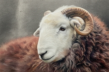 #Herdwick Sheep Art Prints #Herdy #Herdwick Sheep #Herdwick Tups #Herdwick Ewes #Lake District Artist #Acrylic Art Prints #Artwork #Herdy Artwork Prints #Contemporary Prints #Herdwick Sheep Art #Office Art #Lake District #Lakeland Office Artwork #Lake district Wall Art #UK Art Prints #Cumbria Art Prints #Wall Art #Abstract Art Prints #Contemporary Art Prints #Large Wall Art #Living Room Wall Art #Bedroom Wall Decor #Landscape Wall Art #Cool Wall Art #B&B Art Prints #Wildlife Art #Artwork #Office Art #Lake District #Hotel Wall Art #Hotel Art Prints #Large Wall Art Prints #Giclee Prints #British Artwork Prints