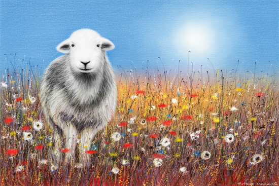 Herdwick Sheep