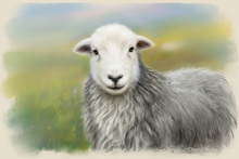 #Herdwick Sheep Art Prints #Herdy #Herdwick Tups #Herdwick Ewes #Art #Lake District Artist #Lakeland Art Studio #Art Prints #Wall Art Prints #Acrylic Art Prints #Artwork #Herdy Artwork Prints #Contemporary Prints #Lakeland #Lake District #Lakeland Office Artwork #Lake district Wall Art #UK Art Prints #Lake District Art Prints #Canvas Art Prints #Cumbria Art Prints #Art Prints #Air B&B Art Prints #Modern Wall Decor #Home Decor Artwork #Abstract Art Prints #Minimalist Wall Art #Digital Art #Bedroom Wall Decor #Aesthetic Art Prints #Black And White Prints #Vintage Art Prints #Luxury Art Prints #Nature Art Prints #B&B Art Prints #Statement Wall Art #High Resolution Prints #Artistic Prints #Wildlife Art #Hotel Wall Art #Cumbria Art Prints #British Artwork Prints