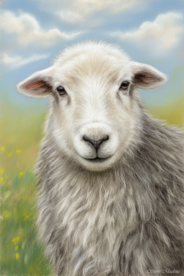 Herdwick Sheep