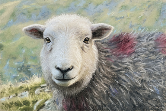 Herdwick Sheep