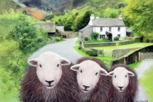 #Herdwick Sheep Art Prints #Herdwick Sheep #Herdwick Ewes #Art #Wall Art Prints #Acrylic Art Prints #Aluminium Art Prints #Canvas Art Prints #Herdy Artwork Prints #Contemporary Prints #Office Art #Lakeland #Lakeland Office Artwork #Hotel Wall Art #UK Art Prints #Big Art Prints #Lake District Art Prints #Canvas Art Prints #Cumbria Art Prints #Prints of Oil Paintings #Modern Wall Decor #Framed Art Prints #Minimalist Wall Art #Contemporary Art Prints #Artist Cumbria #Aesthetic Art Prints #Black And White Prints #Botanical Art Prints #Landscape Wall Art #Vintage Art Prints #Custom Art Prints #Typography Art Prints #Statement Wall Art #Wildlife Art #Lakeland #Lakeland Office Artwork #Hotel Wall Art #Box Canvas Art Prints #British Artwork Prints