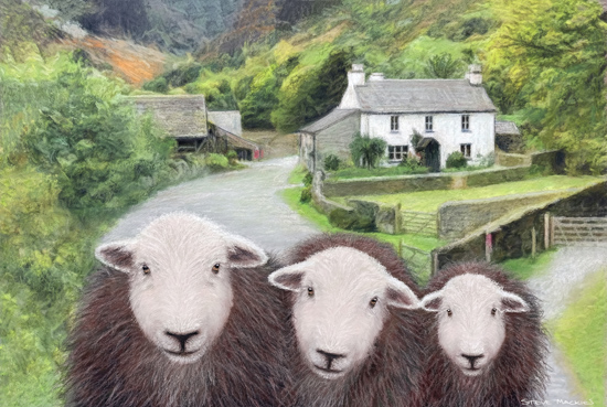 Herdwick Sheep