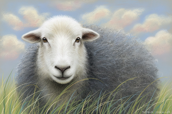 Herdwick Sheep