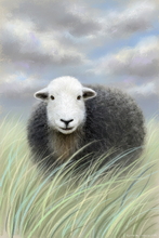 #Herdwick Sheep Art Prints #Herdwick Sheep #Herdwick Tups #Lake District Artist #Wall Art Prints #Aluminium Art Prints #Herdy Artwork Prints #Contemporary Prints #Herdwick Sheep Art #Office Art #Lakeland #Lake District #Hotel Wall Art #Matt Art Prints #UK Art Prints #Big Art Prints #Lake District Art Prints #Canvas Art Prints #Cumbria Art Prints #Art Prints #Prints of Oil Pastel Artworks #Air B&B Art Prints #Framed Art Prints #Digital Art #Living Room Wall Art #Aesthetic Art Prints #Fine Quality Prints #Unique Art Prints #Unique Art Prints #Wall Art Decor #Artistic Prints #Office Art #Box Canvas Art Prints #Cumbria Art Prints #British Artwork Prints