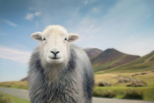 #Herdwick Sheep Art Prints #Herdy #Herdwick Sheep #Herdwick Tups #Herdwick Ewes #Lake District Artist #Art Prints #Wall Art Prints #Aluminium Art Prints #Canvas Art Prints #Glossy Art Prints #Contemporary Prints #Lakeland #Lake District #Lakeland Office Artwork #Lake district Wall Art #Matt Art Prints #Big Art Prints #Prints of Pencil Drawings #Prints of Acrylic Paintings #Wall Art #Minimalist Wall Art #Digital Art #Gallery Wall Prints #Living Room Wall Art #Botanical Art Prints #Large Wall Art Prints #Decorative Wall Art #Nature Art Prints #Typography Art Prints #Wall Art Decor #Office Art #Lakeland #Cumbrian Artist #Lake District Business Art Prints #Hospitality Art Prints #Cumbria Art Prints #British Artwork Prints