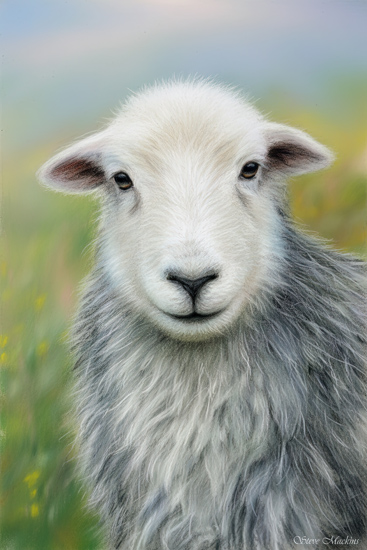 Herdwick Sheep