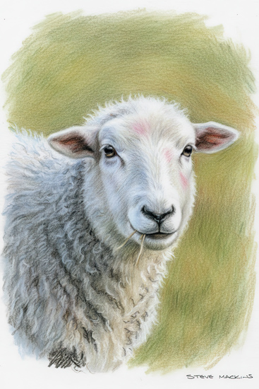 Sheep