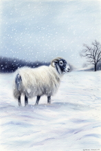  #Prints of Pencil Drawings #Prints of Oil Paintings #Prints of Acrylic Paintings #Prints of Oil Pastel Artworks #Wildlife Art #Animals Art #Flower Prints #Floral Prints #Wildlife Prints #Landscape Art #Lake District Artist #Lakeland Art Studio #Quality Art Prints #Acrylic Art Prints #Aluminium Art Prints #Canvas Art Prints #Photopaper Art Prints #UK Art Prints #Giclee Art Prints #Professional Artwork Prints #Prints of Pencil Drawings #Air B&B Art Prints #Canvas Art Prints #Modern Wall Decor #Minimalist Wall Art #Gallery Wall Prints #Aesthetic Art Prints #Landscape Wall Art #Inspirational Wall Art #Custom Art Prints #Luxury Art Prints #Fine Quality Prints #Unique Art Prints #Statement Wall Art #Artistic Prints #Office Art #Lake District Art Pictures #Bed And Breakfast Art Prints #Lake Dist