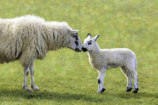 Ewe with Lamb