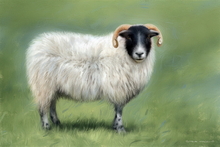  #Prints of Pencil Drawings #Prints of Oil Paintings #Prints of Oil Pastel Artworks #Wildlife Art #Floral Prints #Wildlife Prints #Landscape Art #Lake District Artist #Acrylic Art Prints #Aluminium Art Prints #Canvas Art Prints #UK Art Prints #Giclee Art Prints #Birds Art Prints #Cat Art Prints #Dog Art Prints #Minimalist Wall Art #Artist Cumbria #Office Wall Decor #Living Room Wall Art #Botanical Art Prints #Affordable Art Prints #Decorative Wall Art #Handmade Art Prints #Nature Art Prints #Classic Wall Art #Wall Art Decor #High Resolution Prints #Wildlife Art #Lakeland #Cumbrian Artist #British Artwork Prints