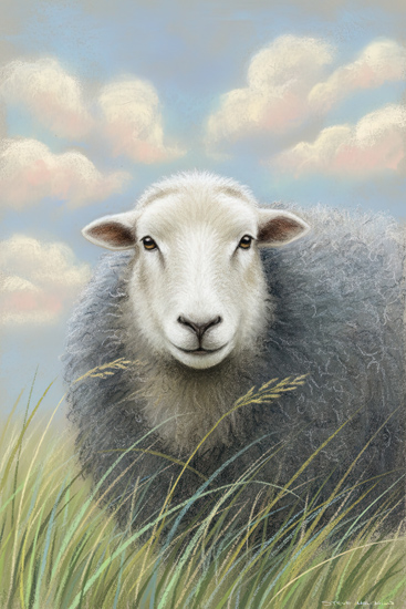 Sheep