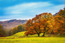 #Lake District Art Prints #Herdwick #Herdwick Tups #Langdale Herdwicks #Borrowdale Herdwicks #Animals #Wildlife #Lake District Foxes #Lake District Art Posters #Lake District Pheasants #Cumbrian #Herdy Tups #Holiday Cottage Art Prints #Holiday Cottage Paintings #Lake District Holiday Cottage Artworks #Lake District Hotel Artworks #Art Prints #Prints of Oil Paintings #Minimalist Wall Art #Living Room Wall Art #Aesthetic Art Prints #Landscape Wall Art #Inspirational Wall Art #Affordable Art Prints #Fine Quality Prints #Premium Art Prints #Artistic Prints #Wildlife Art #Lakeland Office Artwork #Hotel Wall Art #Lake District Wildlife #Lake District Business Art Prints #Hospitality Art Prints #Cumbria Art Prints #Cumbria Artwork Prints