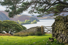 #Lake District Art Prints #Lake District Wildlife Art Prints #Herdwick #Tups #Rams #Ewes #Lake District Hotel Art Prints #Wasdale Herdwicks #Langdale Herdwicks #Wildlife #Lake District Foxes #Lake District Pheasants #Lake District Cows #Cumbrian #Herdy Lambs #Holiday Cottage Artwork Prints #Holiday Cottage Art Prints #Herdies #Lakeland #Wasdale #Eskdale #Prints of Pencil Drawings #Prints of Oil Paintings #Wall Art #Fine Art Prints #Abstract Art Prints #Large Wall Art #Botanical Art Prints #Fine Quality Prints #Unique Art Prints #Typography Art Prints #Wall Art Decor #Office Art #Lakeland Office Artwork #Lake District Art Pictures #Hotel Art Prints #Giclee Prints #Lake District Business Art Prints #Cumbria Artwork Prints