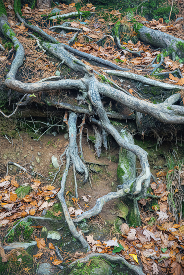 Buttermere Tree Roots