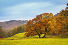 #Lake District Art Prints #Herdwick Rams #Tups #Ewes #Cumbria #Lake District Holiday Chalet Art Prints #Wasdale Herdwicks #Langdale Herdwicks #Animals #Lake District Hares #Lake District Cows #Cumbrian #Herdy Tups #Holiday Cottage Artwork Prints #Holiday Cottage Paintings #Lake District Holiday Cottage Artworks #Lake District Hotel Artworks #Lakeland #Sheep Artwork #Dogs #Eskdale #Fine Art Prints #Air B&B Art Prints #Modern Wall Decor #Artist Cumbria #Digital Art #Bedroom Wall Decor #Aesthetic Art Prints #Colourful Wall Art #Black And White Prints #Luxury Art Prints #Decorative Wall Art #Nature Art Prints #Classic Wall Art #Wall Art Decor #Artwork #Lake District #Hotel Art Prints #Large Wall Art Prints #Cumbria Artwork Prints