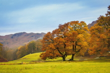 #Lake District Art Prints #Lake District Wildlife Art Prints #Herdwick Ewes #Lake district sheep #Ewes #Lake District Holiday Accommodation Art Prints #Lake District Holiday Chalet Art Prints #Lake District Hotel Art Prints #Langdale Herdwicks #Borrowdale Herdwicks #Cumbrian #Holiday Cottage Paintings #Lake District Hotel Artworks #Lakeland Sheep Art Prints #Keswick #Dogs #Prints of Acrylic Paintings #Home Decor Artwork #Framed Art Prints #Abstract Art Prints #Minimalist Wall Art #Gallery Wall Prints #Living Room Wall Art #Unique Art Prints #Premium Art Prints #Office Art #Lakeland #Lake District #Hotel Wall Art #Hotel Art Prints #Large Wall Art Prints #Hospitality Art Prints #Cumbria Art Prints #Cumbria Artwork Prints