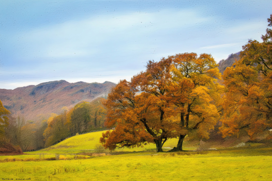 Lake District Autumn Trees