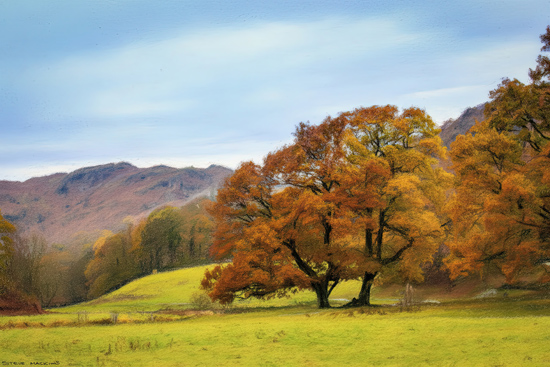 Lake District Autumn Trees
