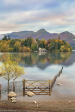#Lake District Art Prints #Lake District Wildlife Art Prints #Herdwick Rams #Tups #Rams #Ewes #Lake District Ram Art Prints #Borrowdale Herdwicks #Lake District Pheasants #Lake District Cows #Borrowdale #Herdy Lambs #Lakeland Cottage Canvas Artworks #Herdies #Lakeland #Lakeland Sheep Art Prints #Wasdale #Eskdale #Fine Art Prints #Black And White Prints #Botanical Art Prints #Landscape Wall Art #Custom Art Prints #Fine Quality Prints #Handmade Art Prints #Nature Art Prints #Classic Wall Art #Statement Wall Art #Premium Art Prints #Artistic Prints #Lake District #Hotel Wall Art #Hotel Art Prints #Bed And Breakfast Art Prints #Lake District Wildlife #Cumbrian Artist #Box Canvas Art Prints #Cumbria Artwork Prints