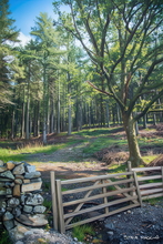 #Lake District Art Prints #Herdwick #Herdwick Ewes #Herdwick Rams #Lake district sheep #Rams #Ewes #Lake District #Langdale Herdwicks #Animals #Lake District Pheasants #Borrowdale #Holiday Cottage Artwork Prints #Holiday Cottage Art Prints #Holiday Cottage Paintings #Sheep Artwork #Wasdale #Dogs #Framed Art Prints #Gallery Wall Prints #Living Room Wall Art #Bedroom Wall Decor #Black And White Prints #Botanical Art Prints #Landscape Wall Art #Fine Quality Prints #Unique Art Prints #Nature Art Prints #Lakeland #Lake District #Lake District Art Pictures #Hotel Art Prints #Bed And Breakfast Art Prints #Cumbrian Artist #Lake District Business Art Prints #Cumbria Art Prints #Cumbria Artwork Prints