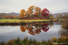 #Lake District Art Prints #Lake District Wildlife Art Prints #Herdwick Ewes #Lake district sheep #Rams #Ewes #Herdwick Tups #Lake District Hotel Art Prints #Wasdale Herdwicks #Langdale Herdwicks #Lake District Pheasants #Holiday Cottage Paintings #Lake District Holiday Cottage Artworks #Lake District Hotel Artworks #Art Prints for Hotels #Sheep Artwork #Wasdale #Dogs #Eskdale #Wall Art #Abstract Art Prints #Bedroom Wall Decor #Black And White Prints #Vintage Art Prints #Fine Quality Prints #Decorative Wall Art #Wall Art Decor #High Resolution Prints #Wildlife Art #Lakeland #Lake District #Bed And Breakfast Art Prints #Lake District Wildlife #Cumbrian Artist #Box Canvas Art Prints #Hospitality Art Prints #Cumbria Artwork Prints