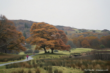 #Lake District Art Prints #Herdies #Herdwick Ewes #Herdwick Rams #Lake District #Cumbria #Lake District Ewe Art Prints #Lake District Hotel Art Prints #Borrowdale Herdwicks #Wildlife #Lake District Hares #Lake District Art Posters #Lake District Pheasants #Lake District Cows #Cumbrian #Holiday Cottage Paintings #Lake District Hotel Artworks #Art Prints for Hotels #Lakeland Cottage Canvas Artworks #Lakeland Sheep Art Prints #Eskdale #Art Prints #Prints of Acrylic Paintings #Fine Art Prints #Air B&B Art Prints #Modern Wall Decor #Contemporary Art Prints #Digital Art #Living Room Wall Art #Aesthetic Art Prints #Landscape Wall Art #Luxury Art Prints #Fine Quality Prints #Handmade Art Prints #Nature Art Prints #Typography Art Prints #Hotel Art Prints #Box Canvas Art Prints #Cumbria Art Prints #