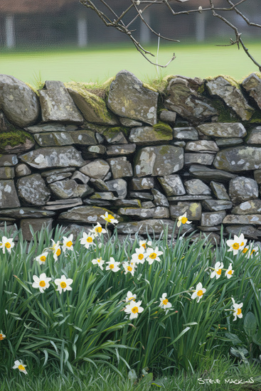 Daffodils near a Lakeland Slate Wall