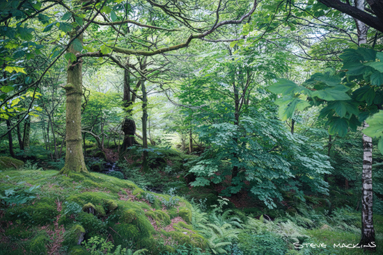 Lake District Woodland