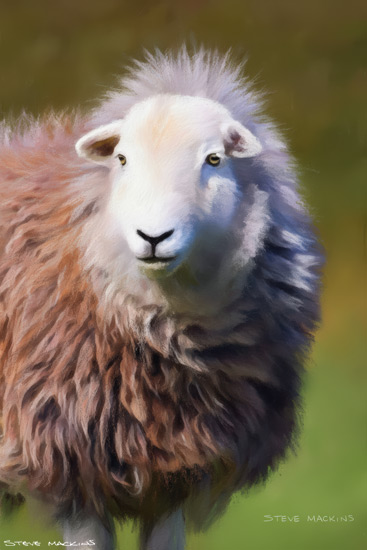 Sheep Art Print