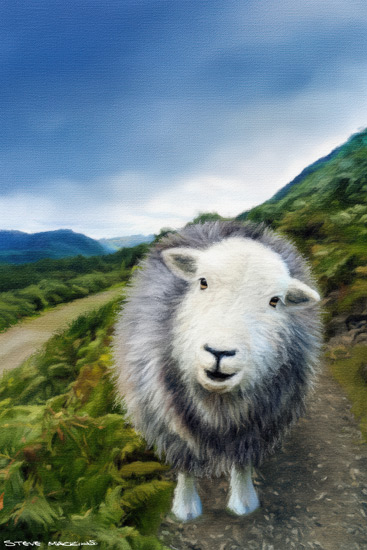 Sheep Art Print
