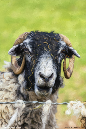 Sheep Art Print