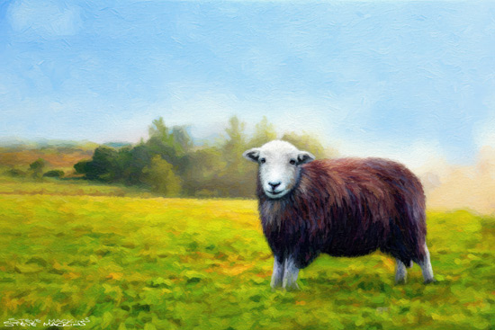 Sheep Art Print