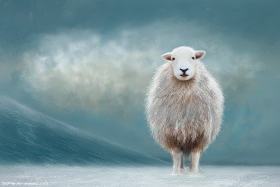 Sheep Art Print