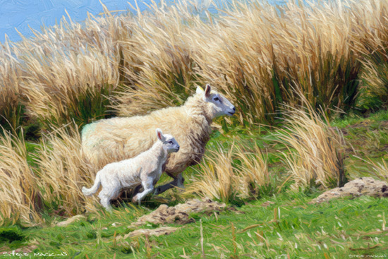 Sheep Art Print