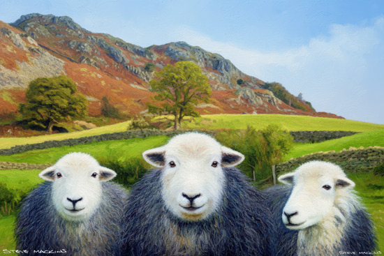 Sheep Art Print