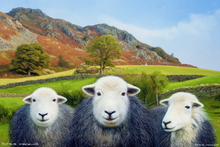 Sheep Art Print - Sheep Art Art Print