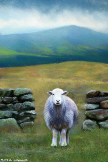 Sheep Art Print
