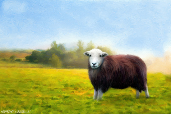 Sheep Art Print