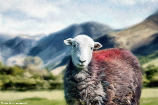 Sheep Art Print