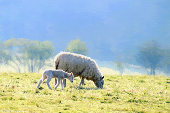 Sheep Art Print